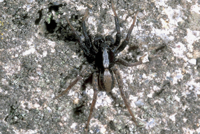 Alopecosa sp.